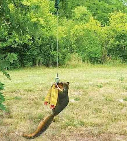 bungee-cord-squirrel-feeder