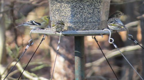 Large bird seed tray accommodates hanging or post-mount feeders