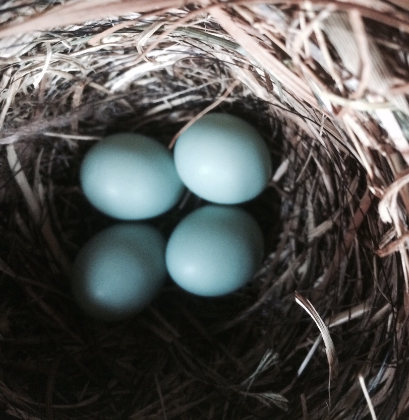 Eggs in Blue Bird Houses for Easter!