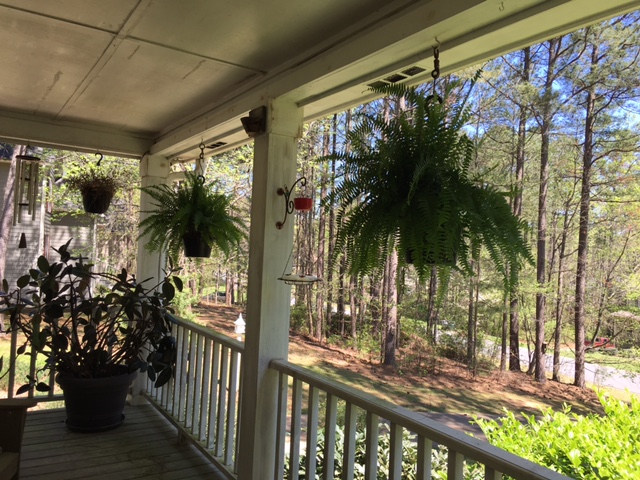 Dead Boston fern with Carolina Wren's Nest