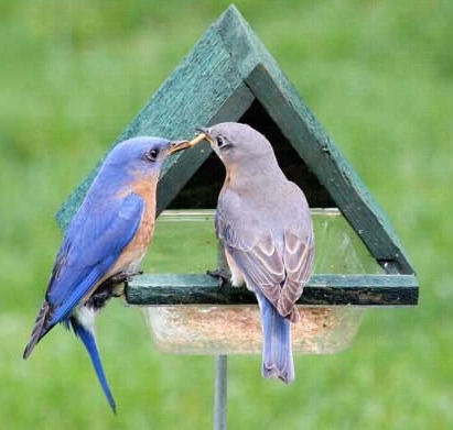 bluebirds at meal worm feeder