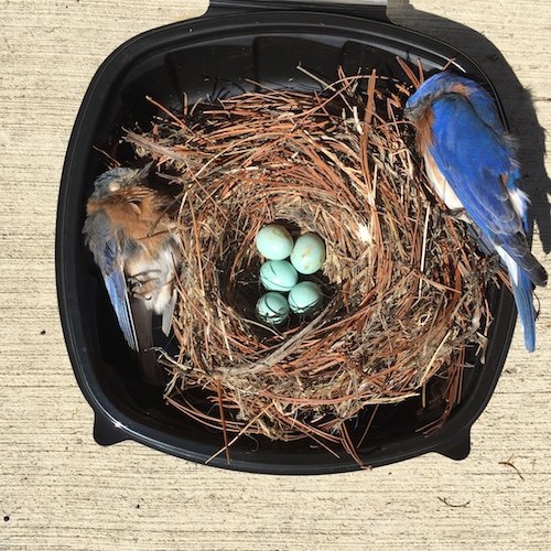 male and female removed from bluebird house