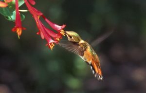 Sedona hummingbird festival 2016