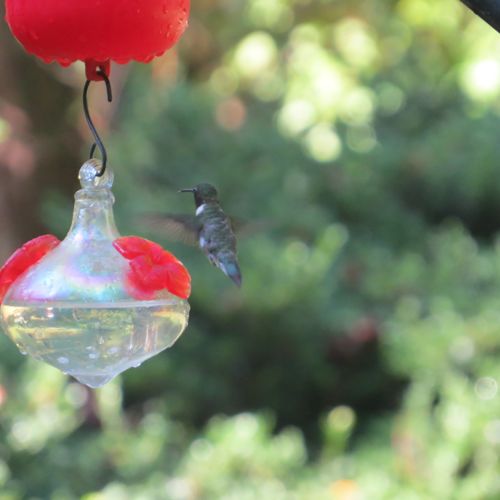 ant moat in use with hummingbird feeder