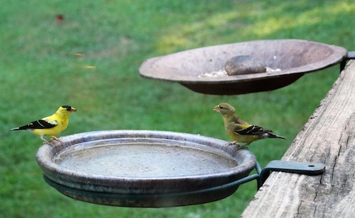 Bird Feeder Bracket for Deck Rail