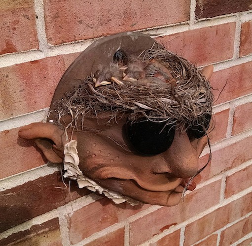 Happy Robin babies in the Wall Pocket Planter