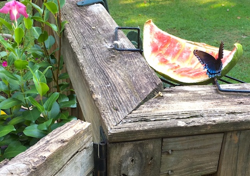 Discarded fruit makes awesome butterfly feeders