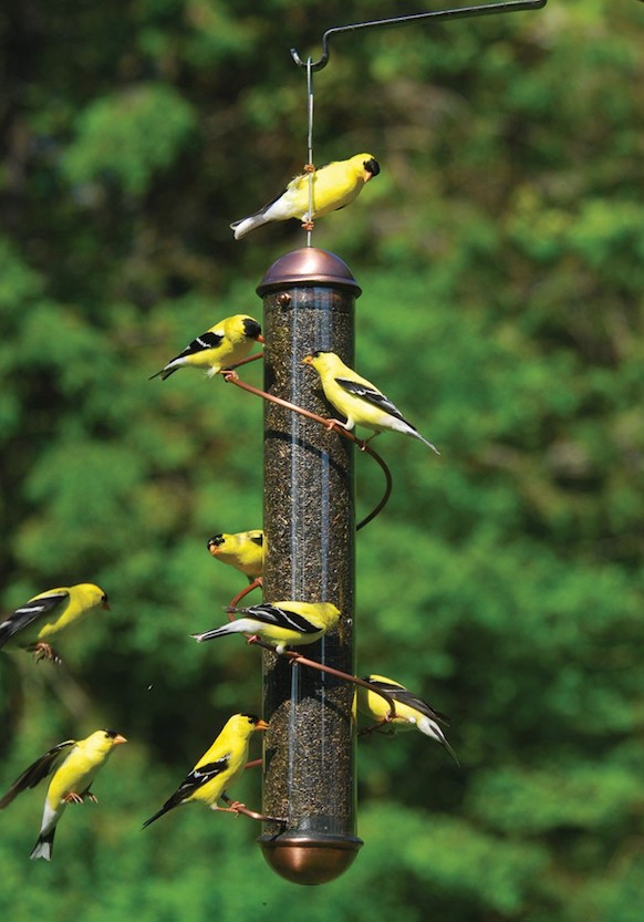 copper spiral finch feeder