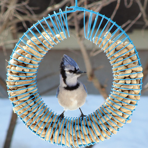 whole peanut bird feeder for year-round use