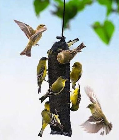 thistle feeder