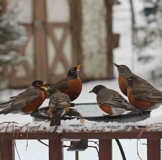 Give a heater or heated birdbath