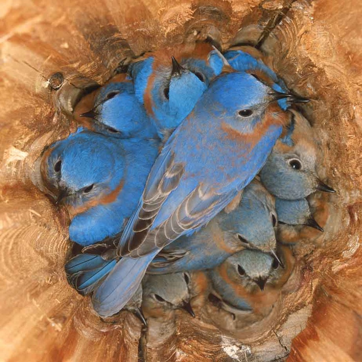 these bluebirds are roosting, not nesting