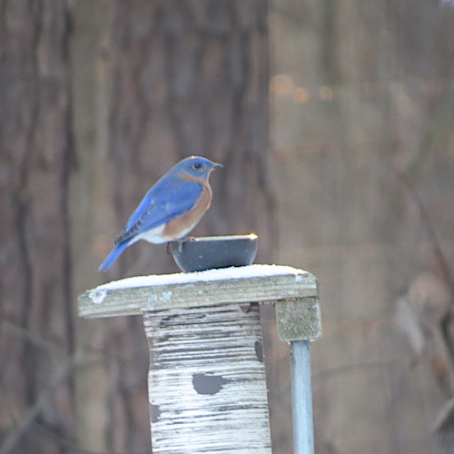 bluebirds will roost together in decorative bird houses