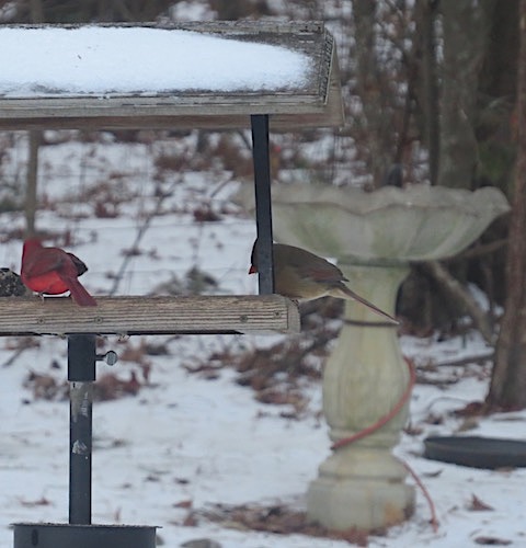 Snow Cardinals don't use decorative bird houses