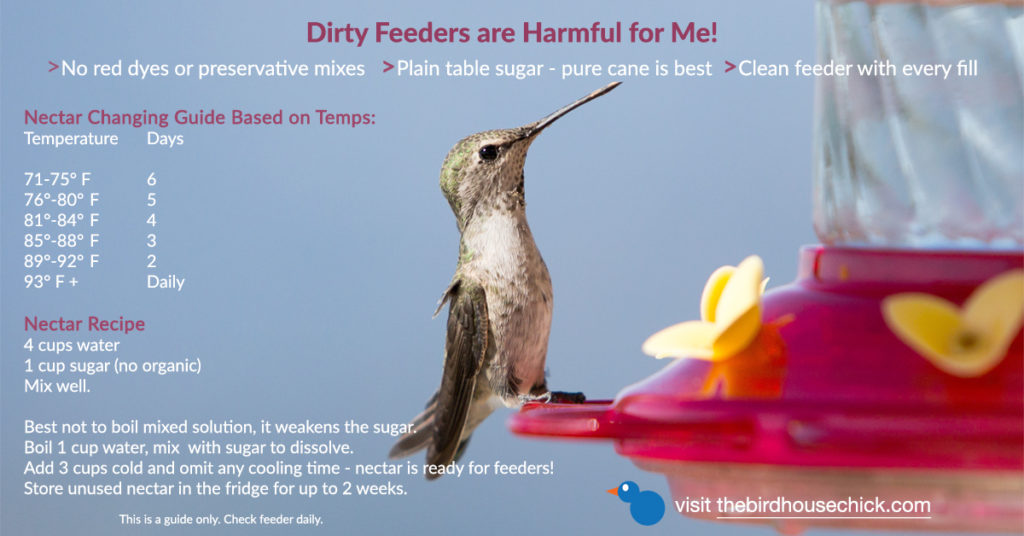 keep humming bird feeders fresh and clean