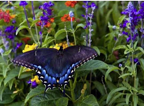 Natural Butterfly Feeder