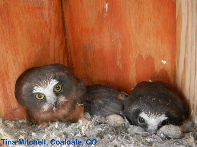 Saw-whet Owlets in their cozy owl house