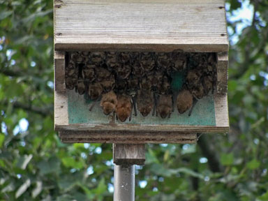 Multi-Chamber Bat House hosts hundreds of bats daily