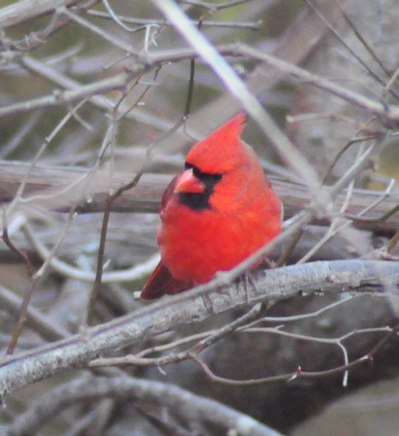 Fat male cardinal in winter conserves energy