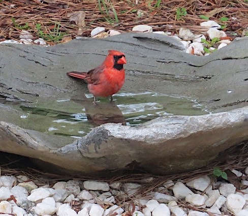 Ground Bird Baths are More Natural