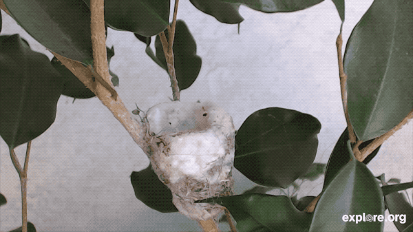 Bird Cam shows Acive Hummingbird Nest 