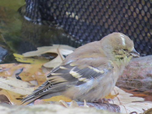 Moldy finch feeders are a likely cause for sick goldfinch