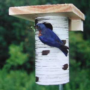 Buebird house is the first one claimed every year