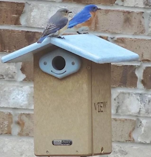 Recycled Plastic Bluebird House is NABS Approved