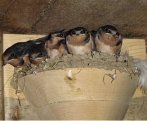 Barn Swallow Nesting in Cups