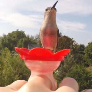 Hand-Held Hummingbird Feeders