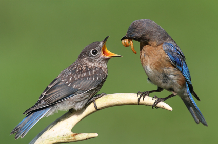 Adult bluebird feeds mealworms to fledgeling