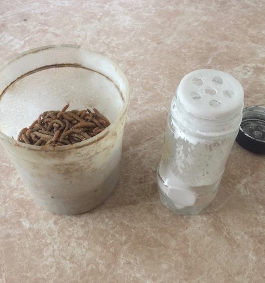 mealworms with calcium carbonate