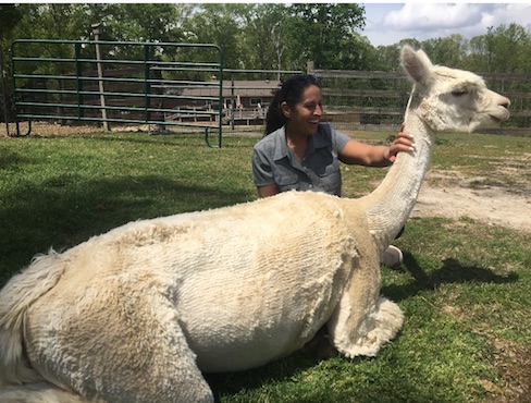 Freshly sheared alpacas for free nesting materials