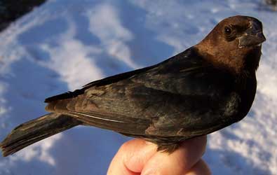 Cowbirds will drop eggs into others' birdhouses