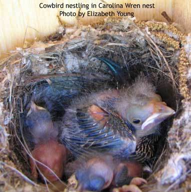 Cowbird in Carolina Wren Nest