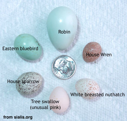Eggs that may be in your birdhouse