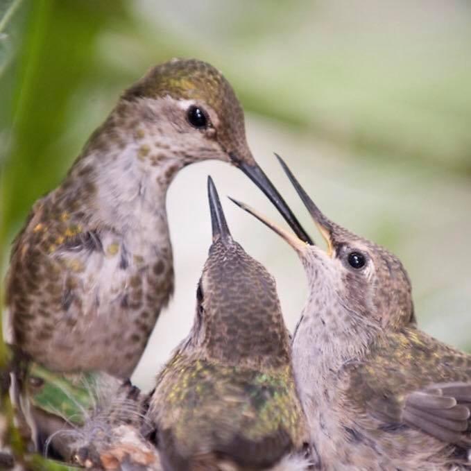 Mama Hummingbird Feeding Babies