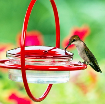 Hummingbird Feeder Hacks