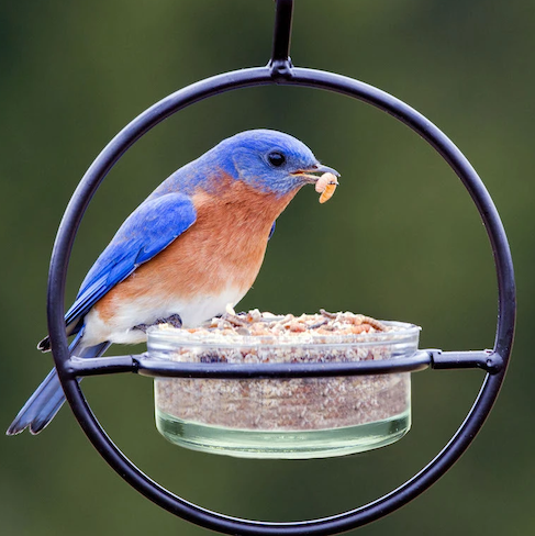 Orb Bird Feeder