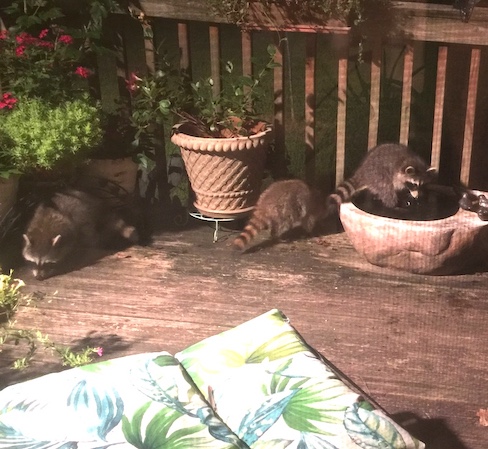 Raccoons Foraging on the deck