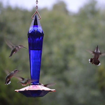 Leave a Hummingbird Feeder Up for Stragglers