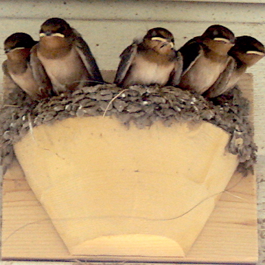 Barn swallow nest cup success