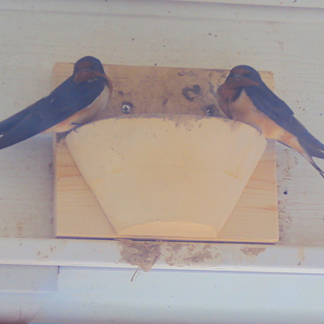 Barn Swallow Nest Cups