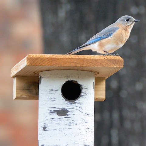 They're already scouting for bluebird houses